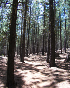 View of Kents Trail