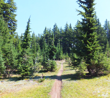View of Flagline Trail 41