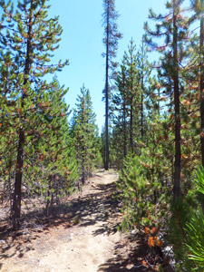 Metolius-Windigo Trail 99 near Clover Meadow Trail 21