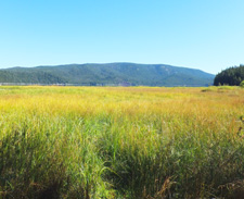 Paulina Lake Marsh