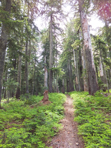 Boundary Trail near Elk Pass