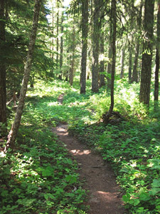 View of Falls Creek Trail 152