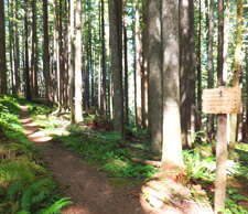 View of Siouxon Creek Trail