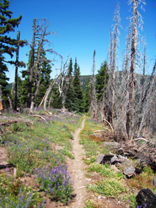 Gunsight Meadow near Gumjuwac TH