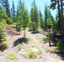 View of Forest Creek trail