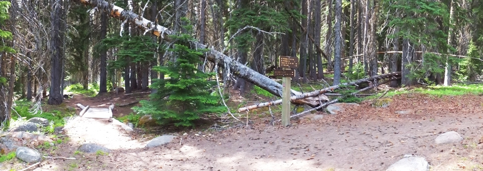 View from the Eightmile Meadow Intersection