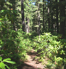 View of Rhododendron Ridge Fawn Meadow