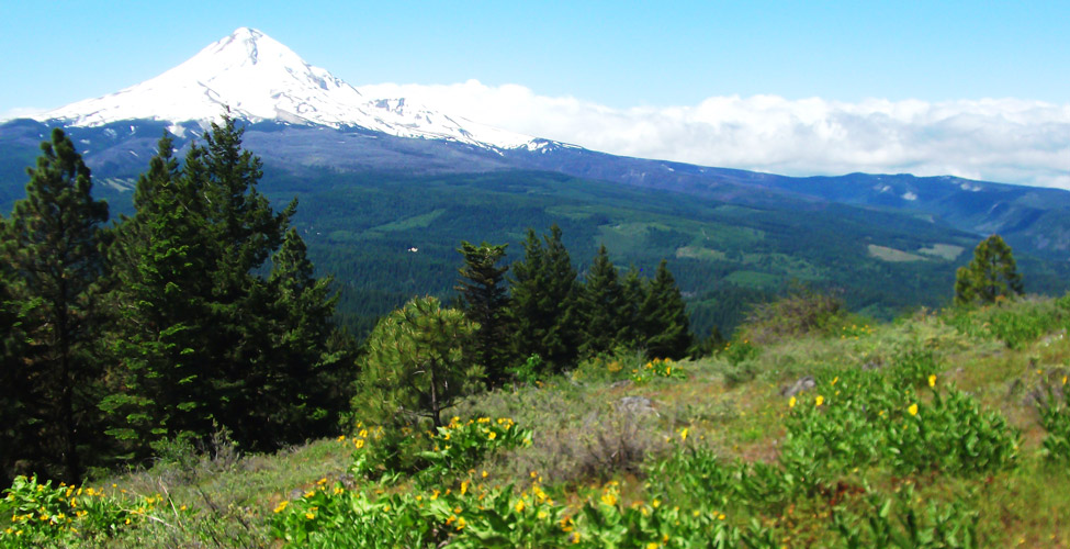 View of Mount Hood from the Surveyors Ridge trail