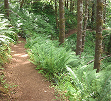 View of Storey Burn Trail
