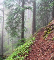 View of Lower Dungeness Trail #833