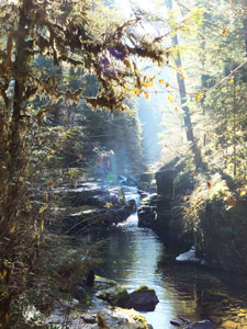 View of Brice Creek