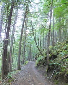 View of Noonday Wagon Rd