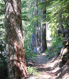 View of North Umpqua River Trail Dread and Terror Trail #1414