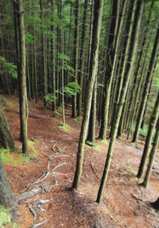 View of Oyster Dome Trail