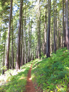 View of Willamette NF Alpine Trail 3450 near Buckhead Mountain