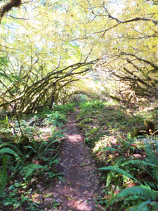 Arch of Trees over Eagles Rest