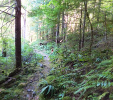 View of Willamette NF Castle Rock Trail 3506