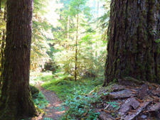 View of Larison Creek Old Growth Forest