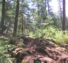 View of McKenzie River Lava Section