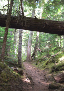 View of McKenzie River Moss-Lined Trail