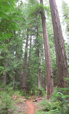 View of McKenzie River Old Growth section, south of the Camden Reservoir.