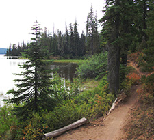 View of the Waldo Lake Shoreline Trail