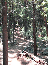 Mrazek forest singletrack