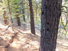 View of Skyliners Trail 28