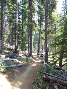 View of South Fork Trail 25