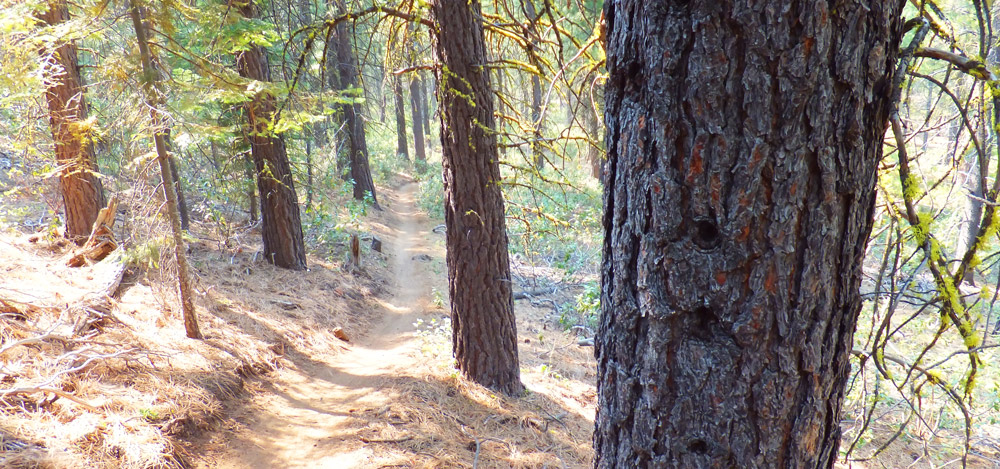 View of Flagline Trail