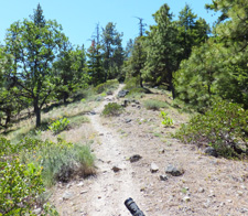 View of Cedar Creek trail