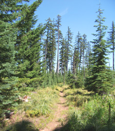 View of Rhododendron Ridge Graham Pass