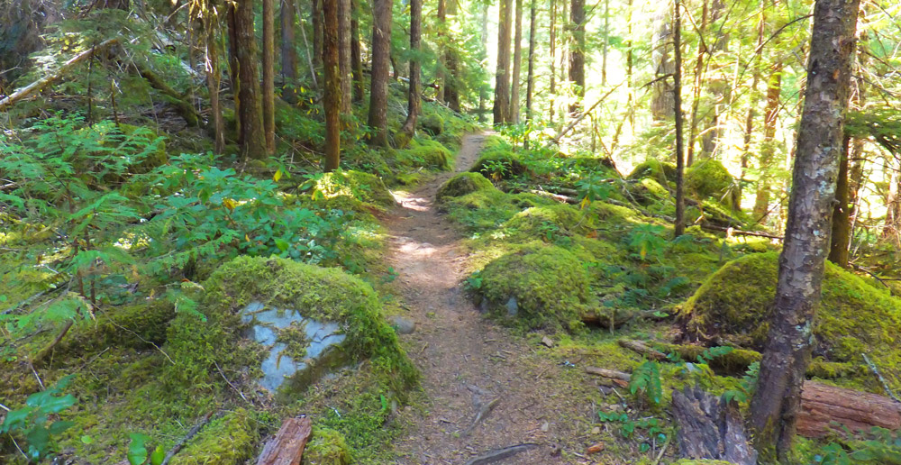 View of Umpqua River trail