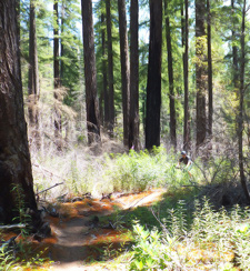 Paddy's Valley burn area